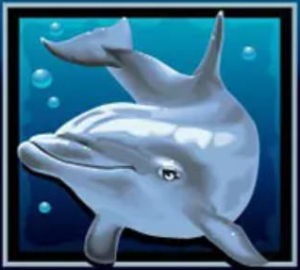 dolphins pearl dolphin